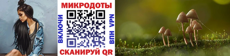 Галлюциногенные грибы Psilocybe  Купить закладки  Ардатов 